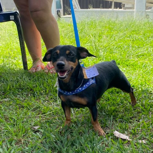 Castramóvel está em Barra Mansa com atendimentos gratuitos para cães e gatos